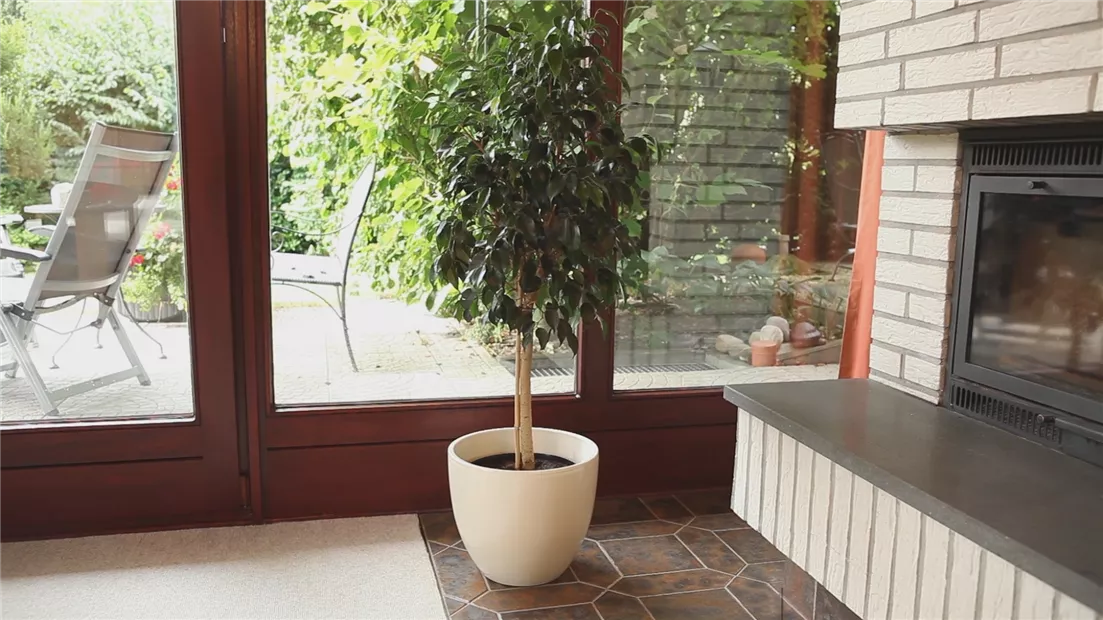 Birkenfeige - Einpflanzen in ein Gefäß (thumbnail).jpg