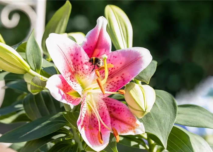Beim Sommerzwiebeln pflanzen ein paar Dinge bedenken!