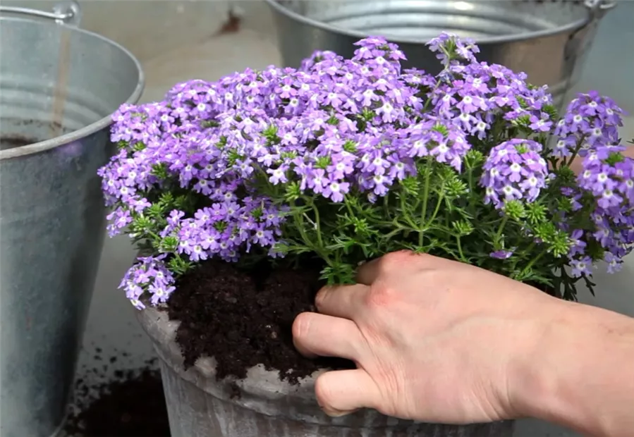 Eisenkraut - Einpflanzen in ein Gefäß (4).jpg