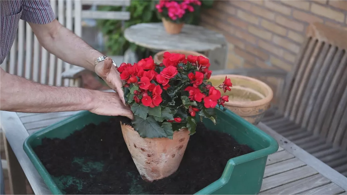 Blumenkübel - Bepflanzen mit Sommerblumen (thumbnail).jpg