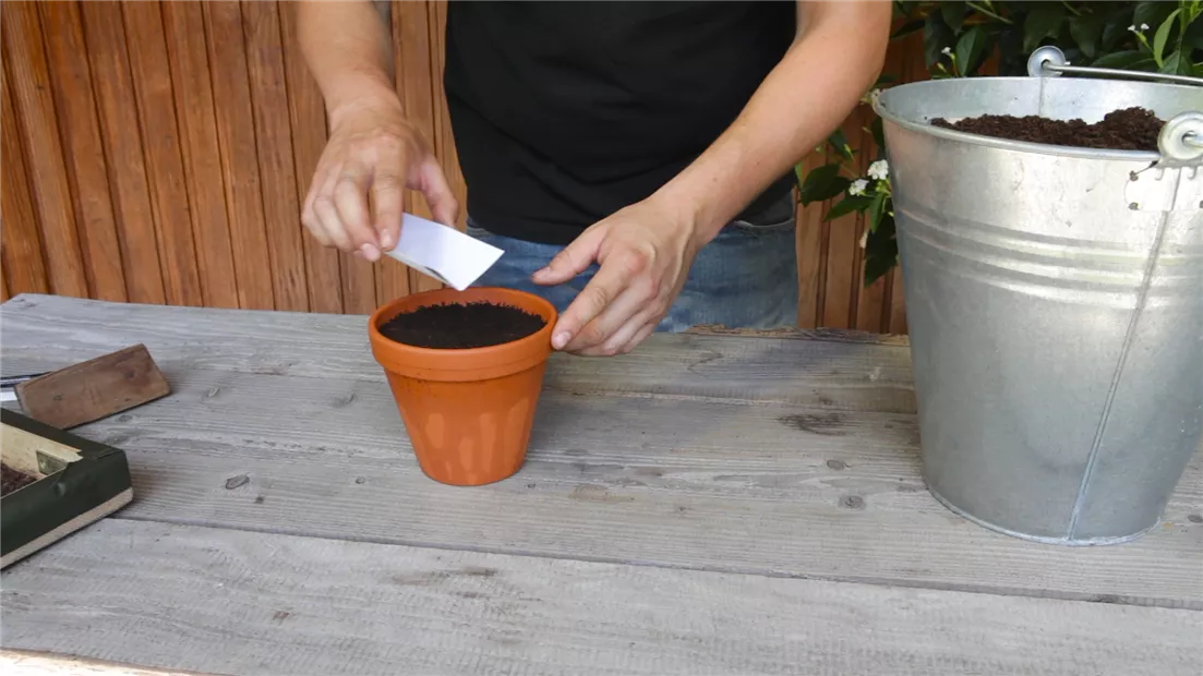 Estragon - Aussäen von Samen (thumbnail).jpg