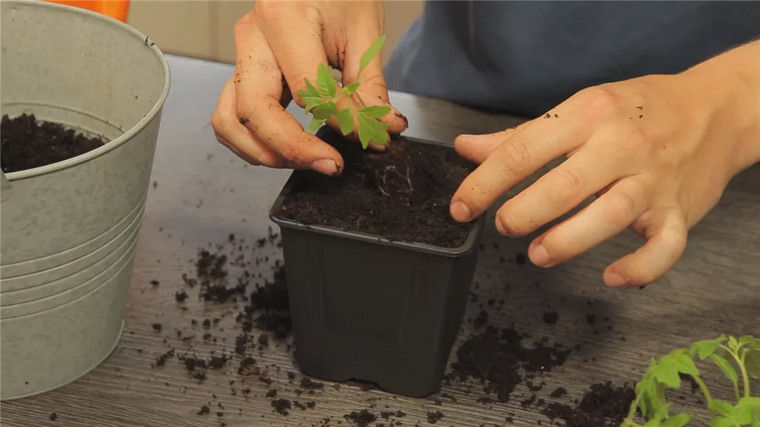 Tomaten - Umtopfen der Anzucht (thumbnail).jpg