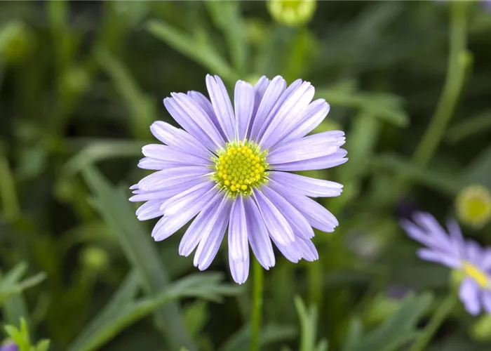 Essbare Blüten - Die schönsten Rezepte
