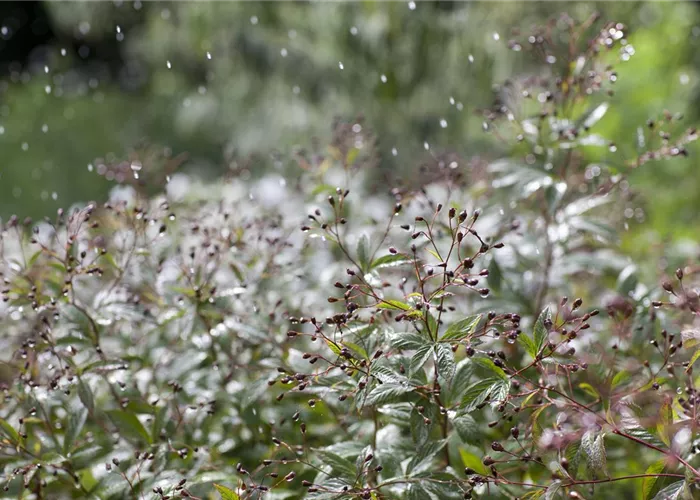 Wasser marsch – Regenwasser für durstige Pflanzen