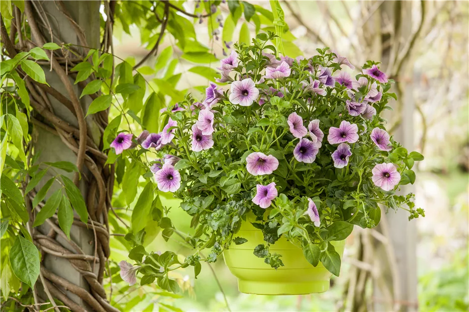 GS529462.jpg GS529462.jpg