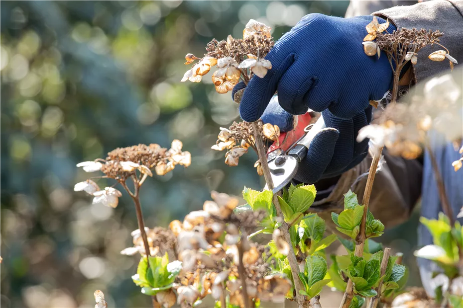 GS620133.jpg GS620133.jpg