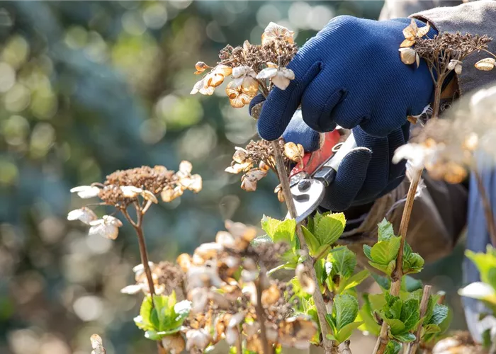Alte Blütenstände machen Platz für neue Blüten Alte Blütenstände machen Platz für neue Blüten