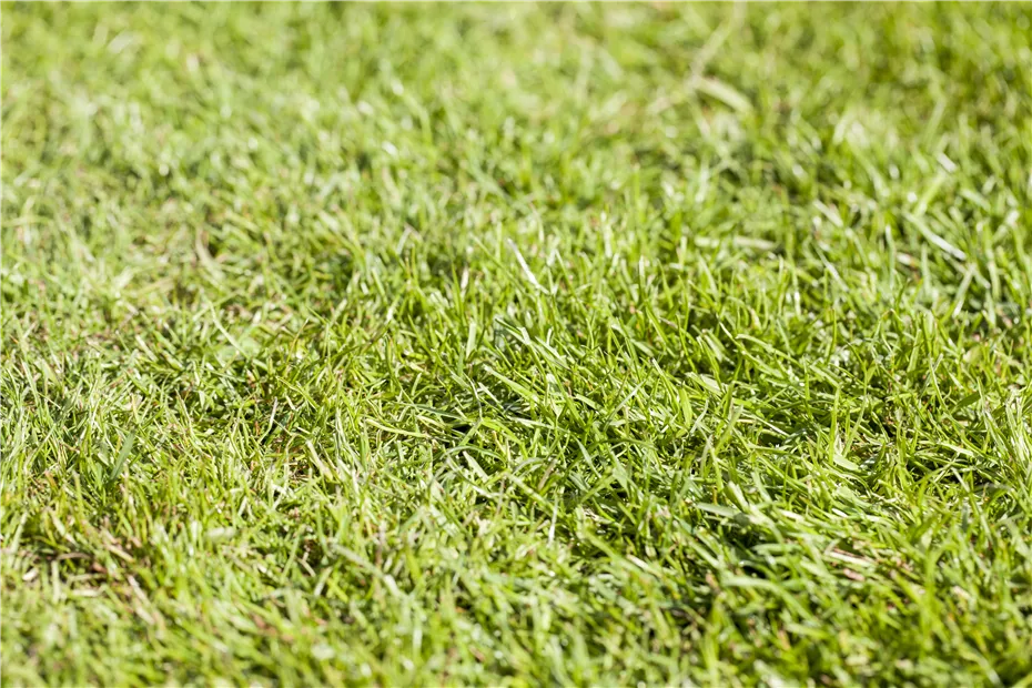 GS515483.jpg GS515483.jpg