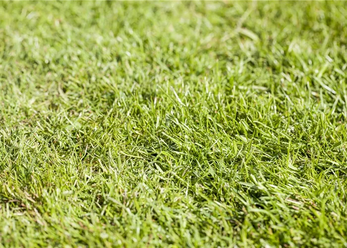 Rollrasen richtig verlegen - Tipps & Tricks Rollrasen richtig verlegen - Tipps & Tricks