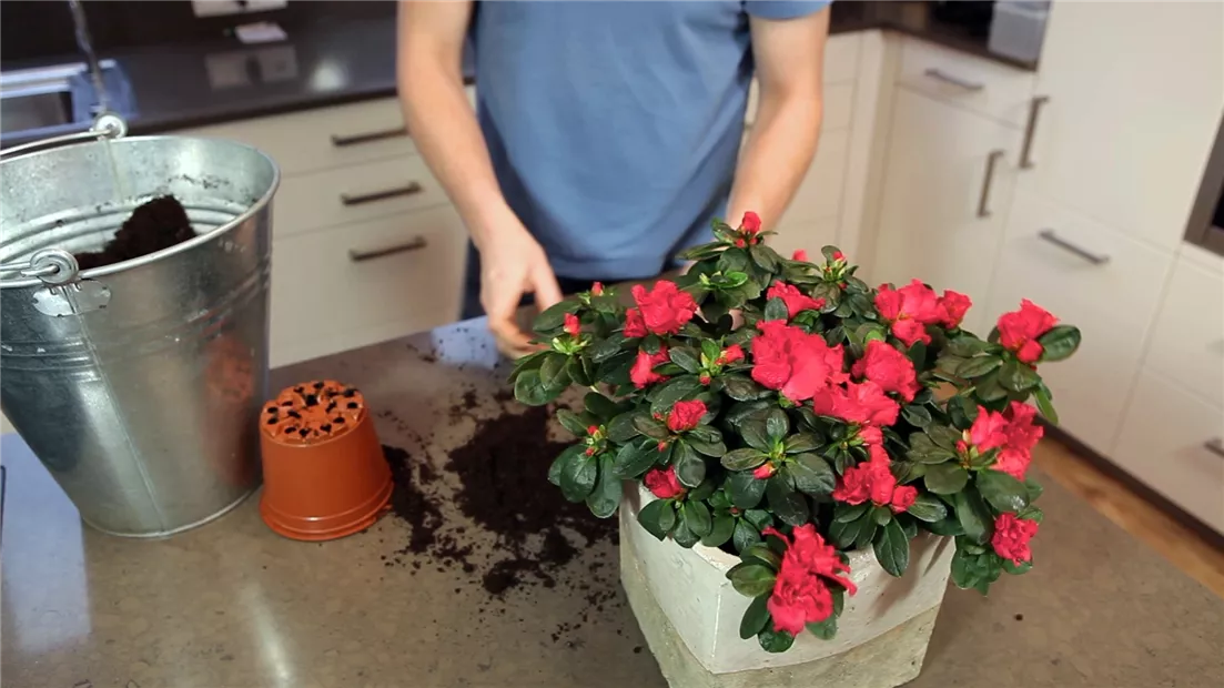 Azalee - Einpflanzen in ein Gefäß (thumbnail).jpg