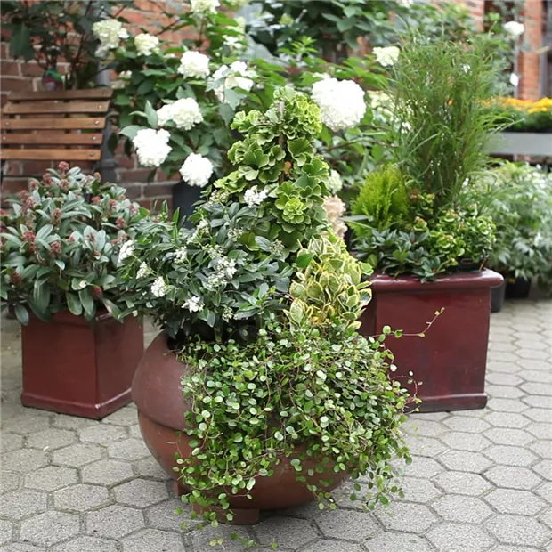 Blumenkübel - Dauerhafte Bepflanzung (Anleitung - 8).jpg