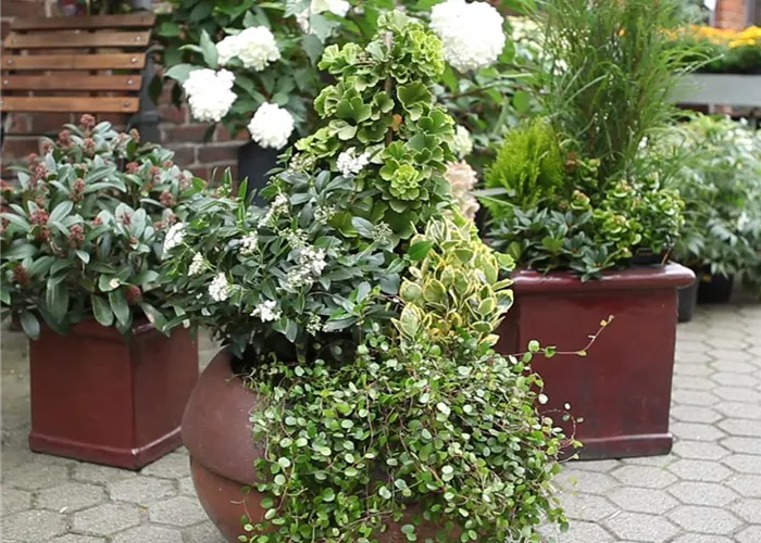 Kübelpflanzen windsicher machen