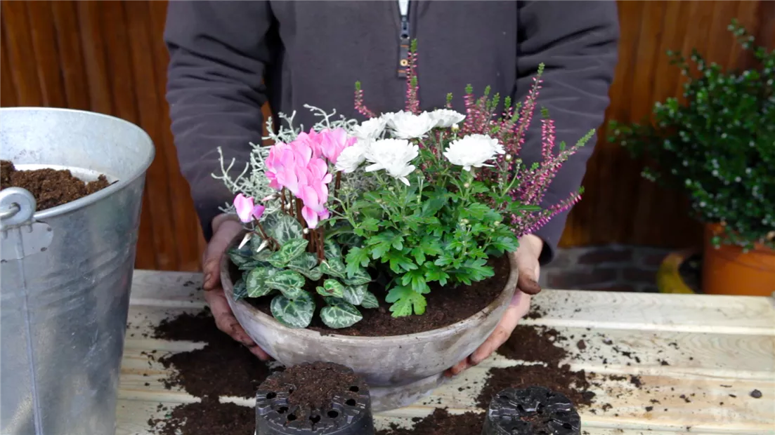 Blumenkübel - Herbstliche Bepflanzung (thumbnail).jpg