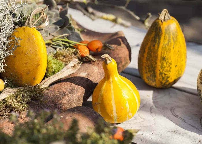 Es wird bunt! Herbst-Deko im Haus