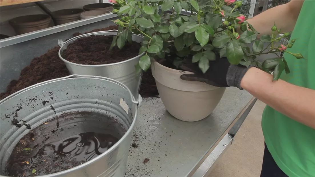 Rosen - Einpflanzen in ein Gefäß (thumbnail).jpg