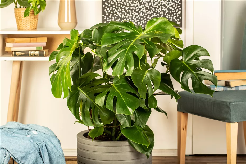 GS638655.jpg GS638655.jpg