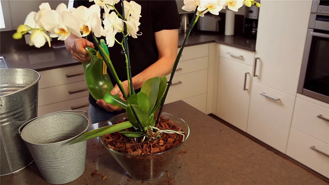 Orchidee - Einpflanzen in ein Gefäß (thumbnail).jpg