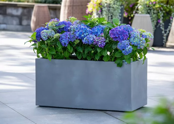 Gefäße & Kübel Gefäße & Kübel