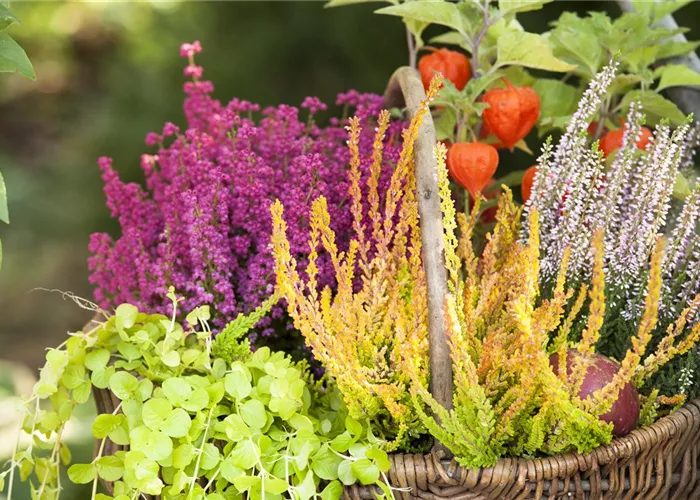 Ab in die Kiste! Herbstliche Deko mit Besenheide Ab in die Kiste! Herbstliche Deko mit Besenheide