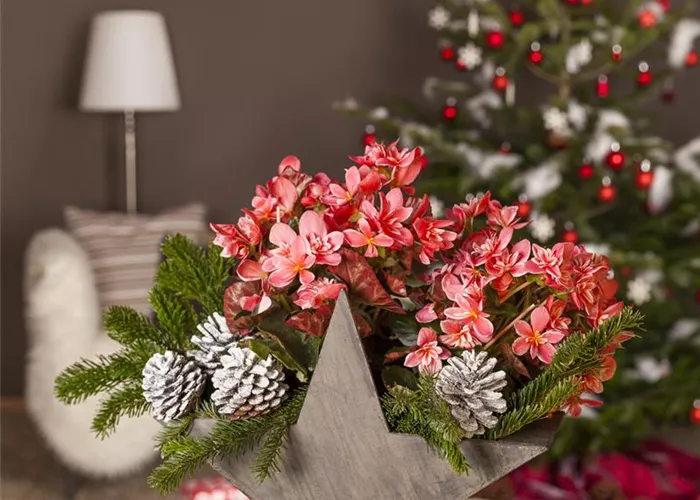 Advent - mit schönen Ideen durch die Vorweihnachtszeit  Advent - mit schönen Ideen durch die Vorweihnachtszeit