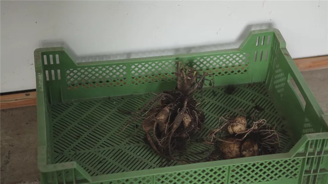 Dahlien - Überwintern (thumbnail).jpg