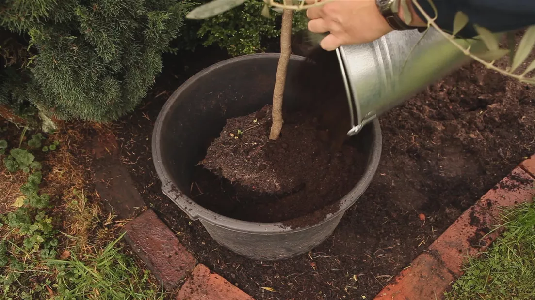 Olivenbaum - Überwintern (thumbnail).jpg