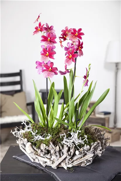 GS426270.jpg GS426270.jpg