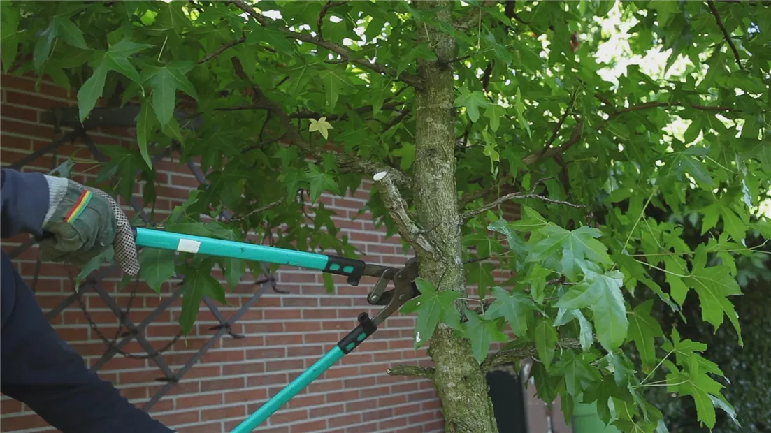 Laubgehölz - Zurückschneiden im Herbst (thumbnail).jpg