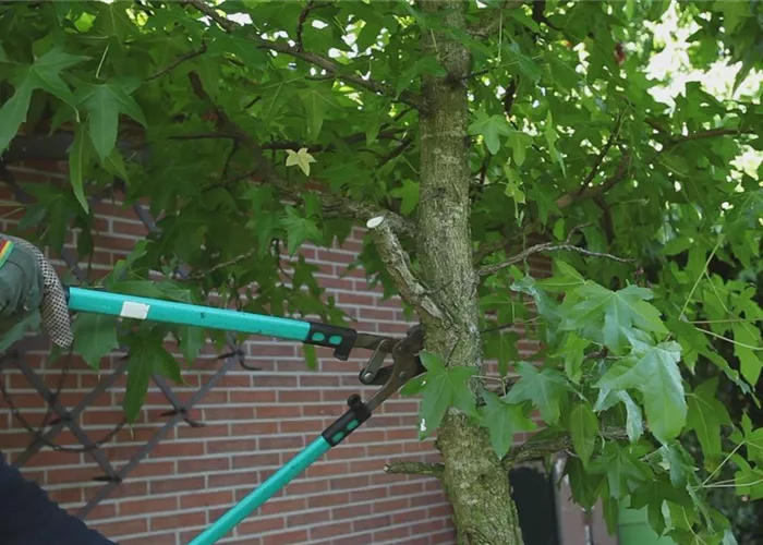 Laubgehölz - Zurückschneiden im Herbst