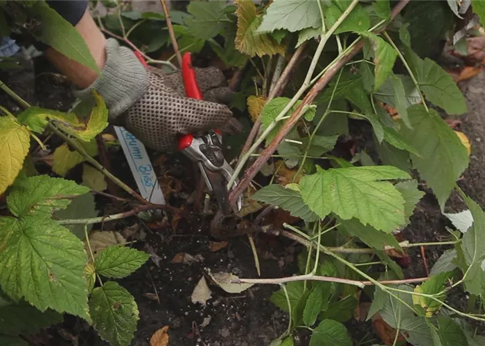 Himbeeren - Zurückschneiden im Herbst
