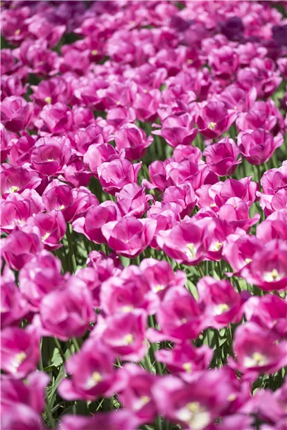 GS492208.jpg GS492208.jpg