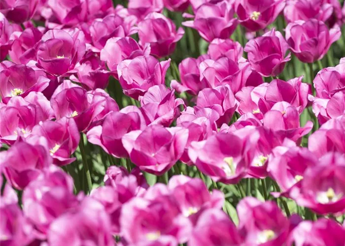 Stauden und Blumenzwiebeln kombinieren