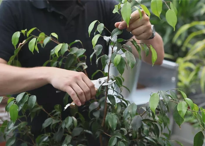 Grüne Zimmerpflanzen - Zurückschneiden und Pflegen