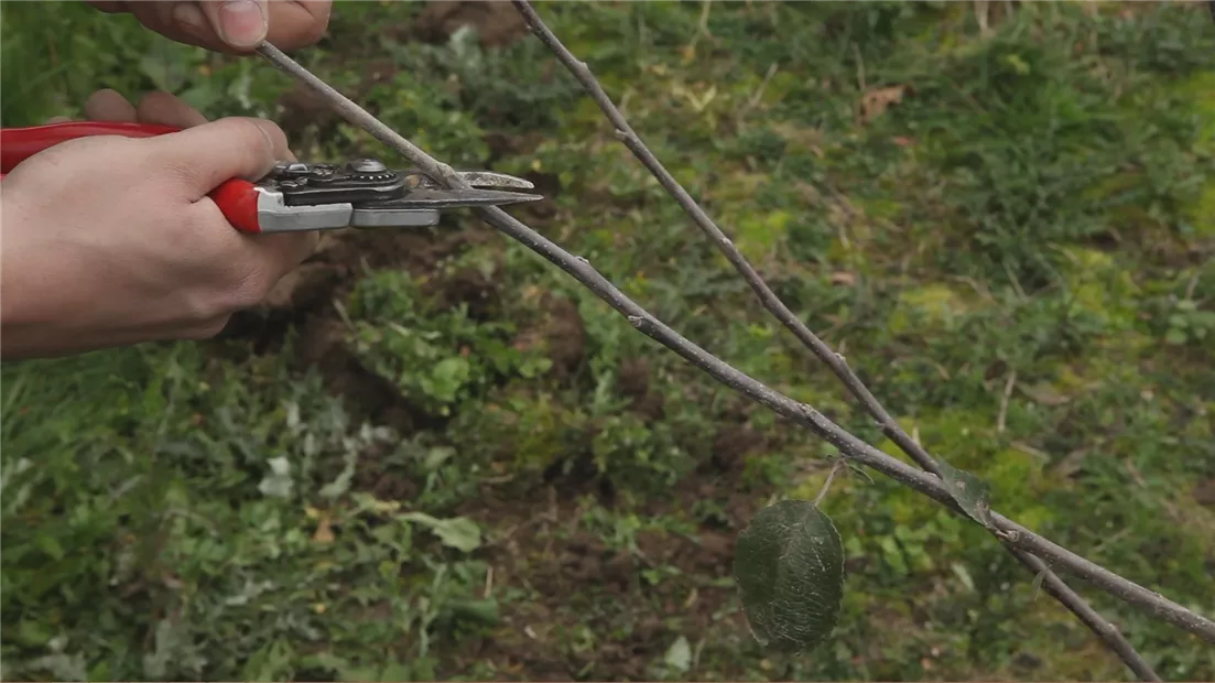 Apfelbaum - Pflanzschnitt (thumbnail).jpg