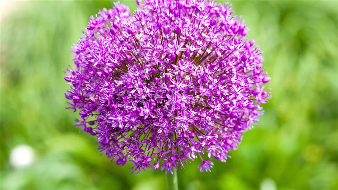 Zierlauch - Einpflanzen im Garten (thumbnail).jpg