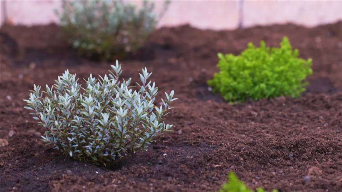 Strauchveronika - Einpflanzen imm Garten (thumbnail).jpg