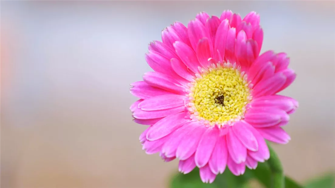 Gerbera -Einpflanzen im Garten (Thumbnail).jpg