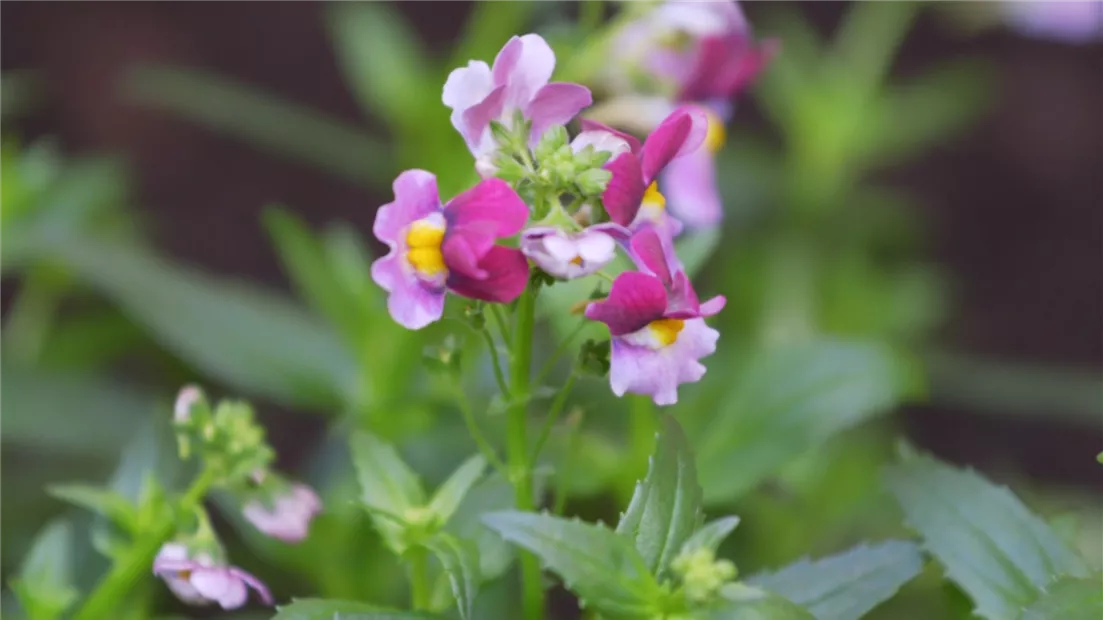 Elfenspiegel - Einpflanzen im Garten (thumbnail).jpg