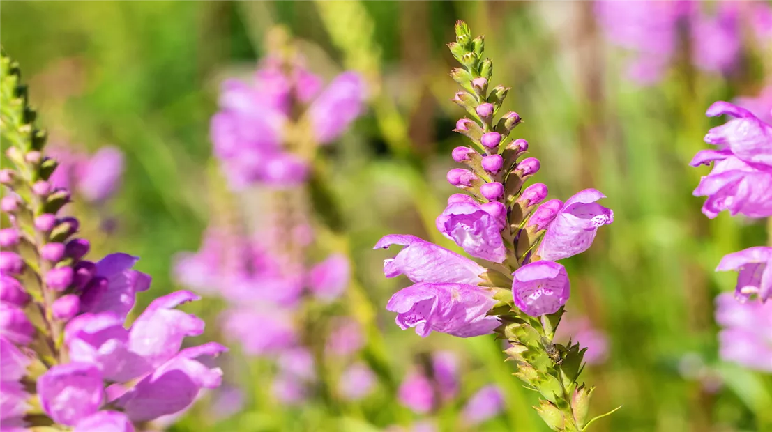 Gelenkblume - Einpflanzen im Garten (thumbnail).jpg