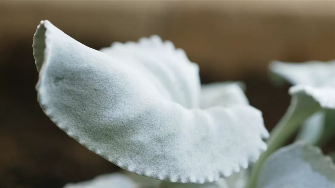 Silberblatt - Einpflanzen im Garten (thumbnail).jpg Silberblatt - Einpflanzen im Garten (thumbnail).jpg