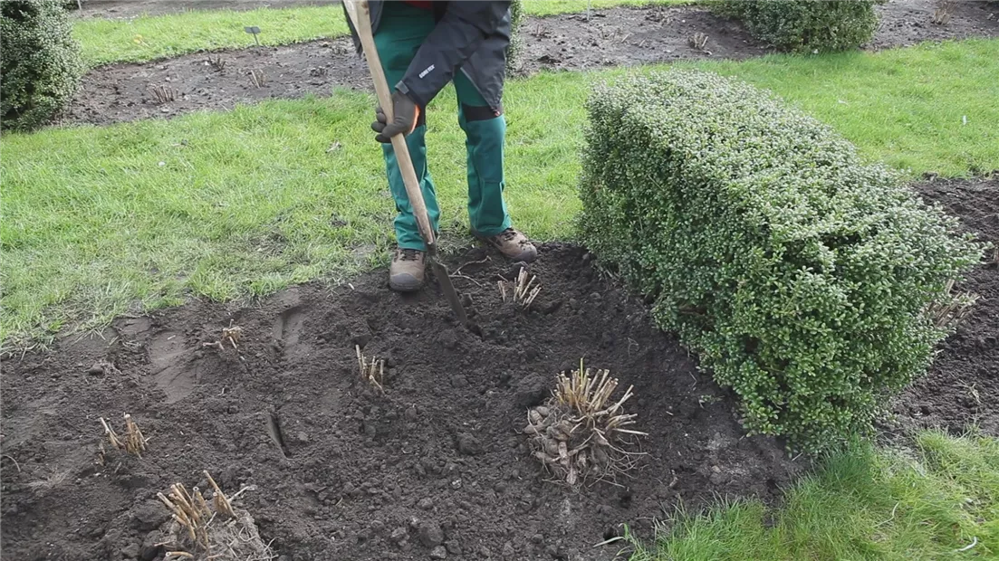 Dahlien - Einpflanzen im Garten (thumbnail).jpg