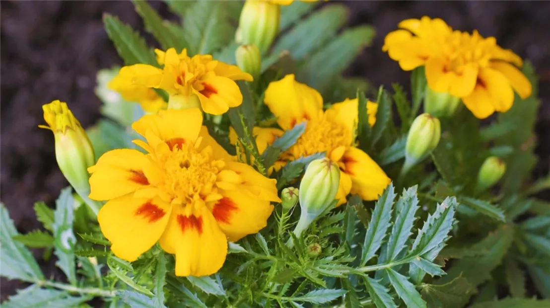 Studentenblume - Einpflanzen im Garten (thumbnail2).jpg