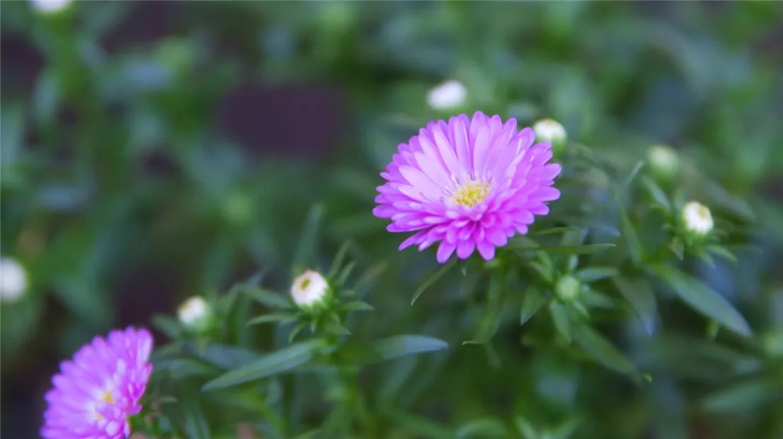 Glattblatt-Astern- Einpflanzen im Garten (thumbnail).jpg