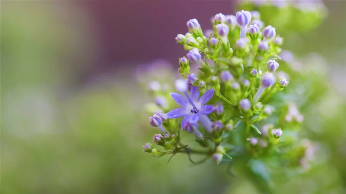 Blaues Halskraut - Einpflanzen im Garten (Thumbnail).jpg