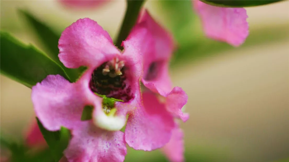 Angelonia - Einplanzen im Garten (thumbnail).jpg
