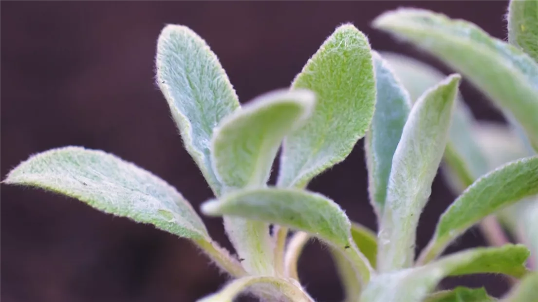 Woll-Ziest - Einpflanzen im Garten (thumbnail).jpg Woll-Ziest - Einpflanzen im Garten (thumbnail).jpg