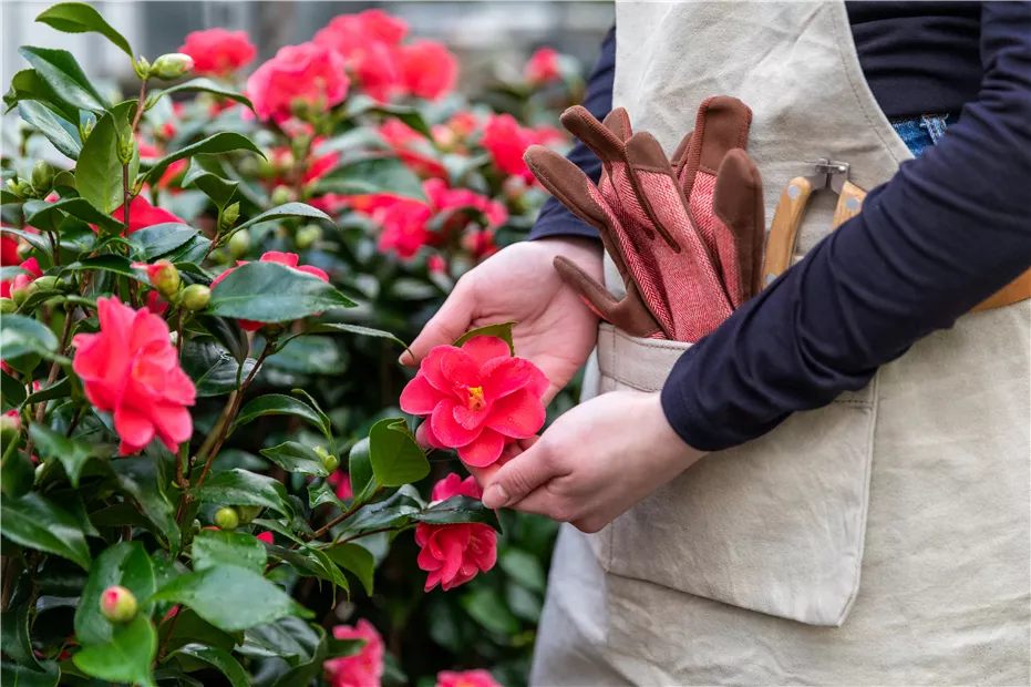 GS732384.jpg GS732384.jpg