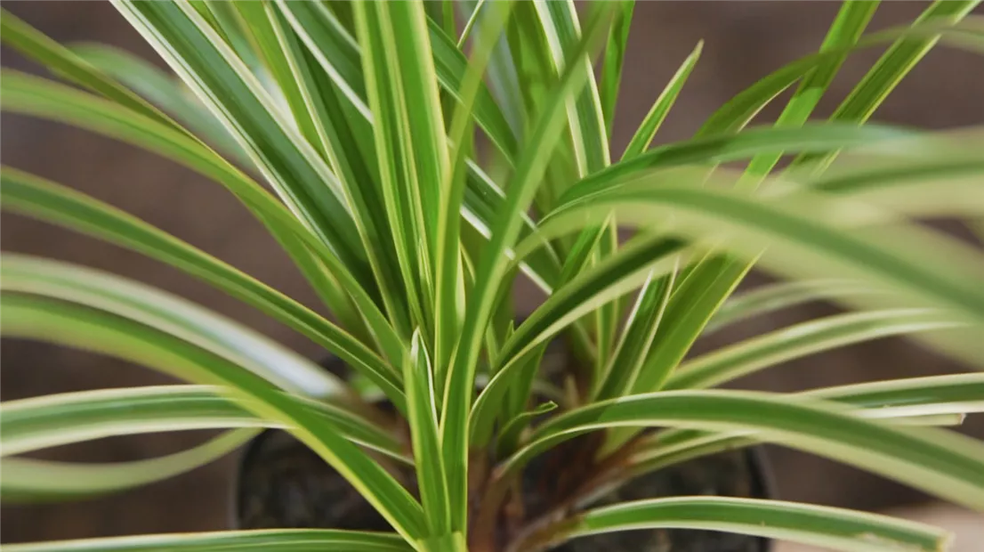 Japansegge - Einpflanzen im Garten.jpg Japansegge - Einpflanzen im Garten.jpg