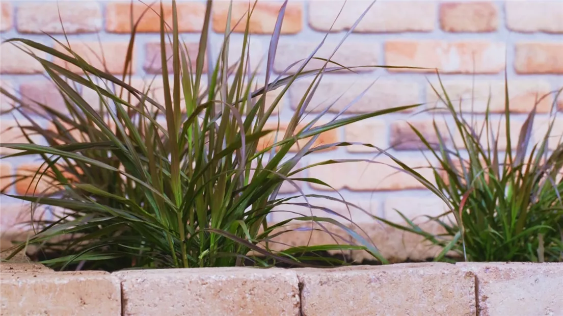 Afrikanisches Lampenputzergras - Einpflanzen im Garten (thumbnail).jpg