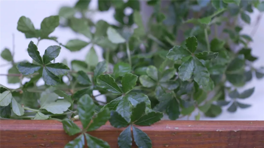 Russischer Wein - Umtopfen (Thumbnail).jpg